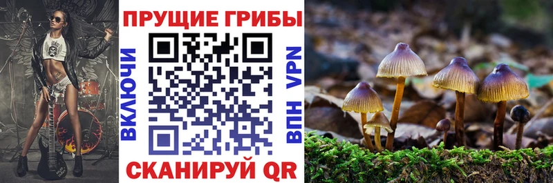 Галлюциногенные грибы Psilocybine cubensis  дарнет шоп  Яхрома 